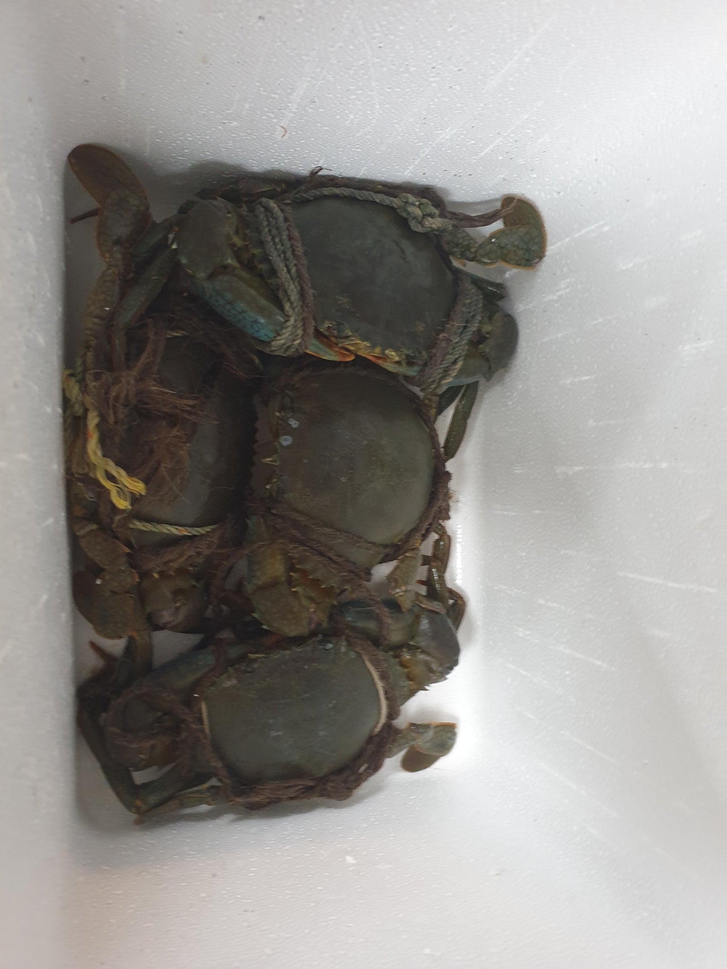 Live Sri Lanka Crab/斯里兰卡蟹