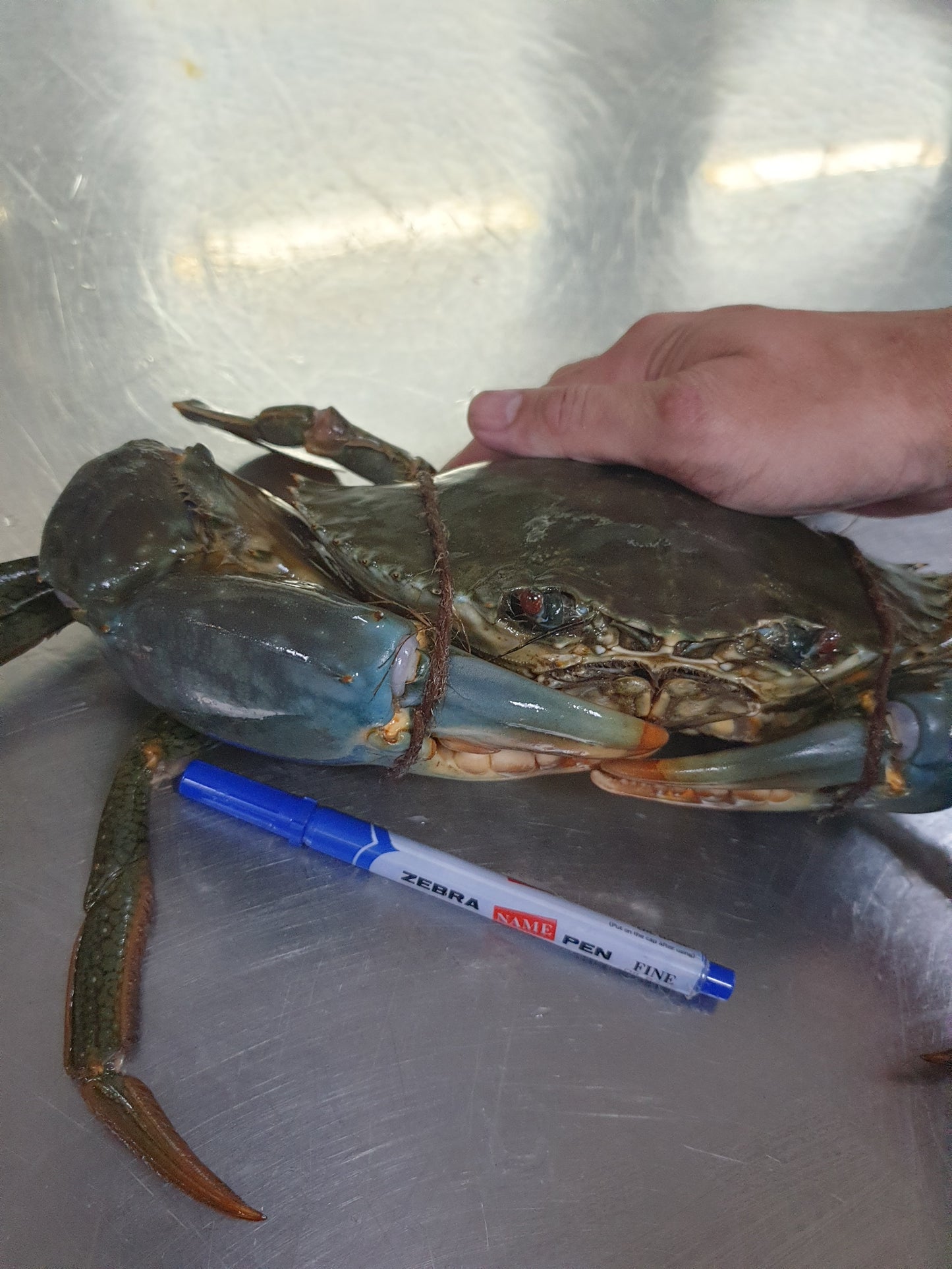 Live Sri Lanka Crab/斯里兰卡蟹