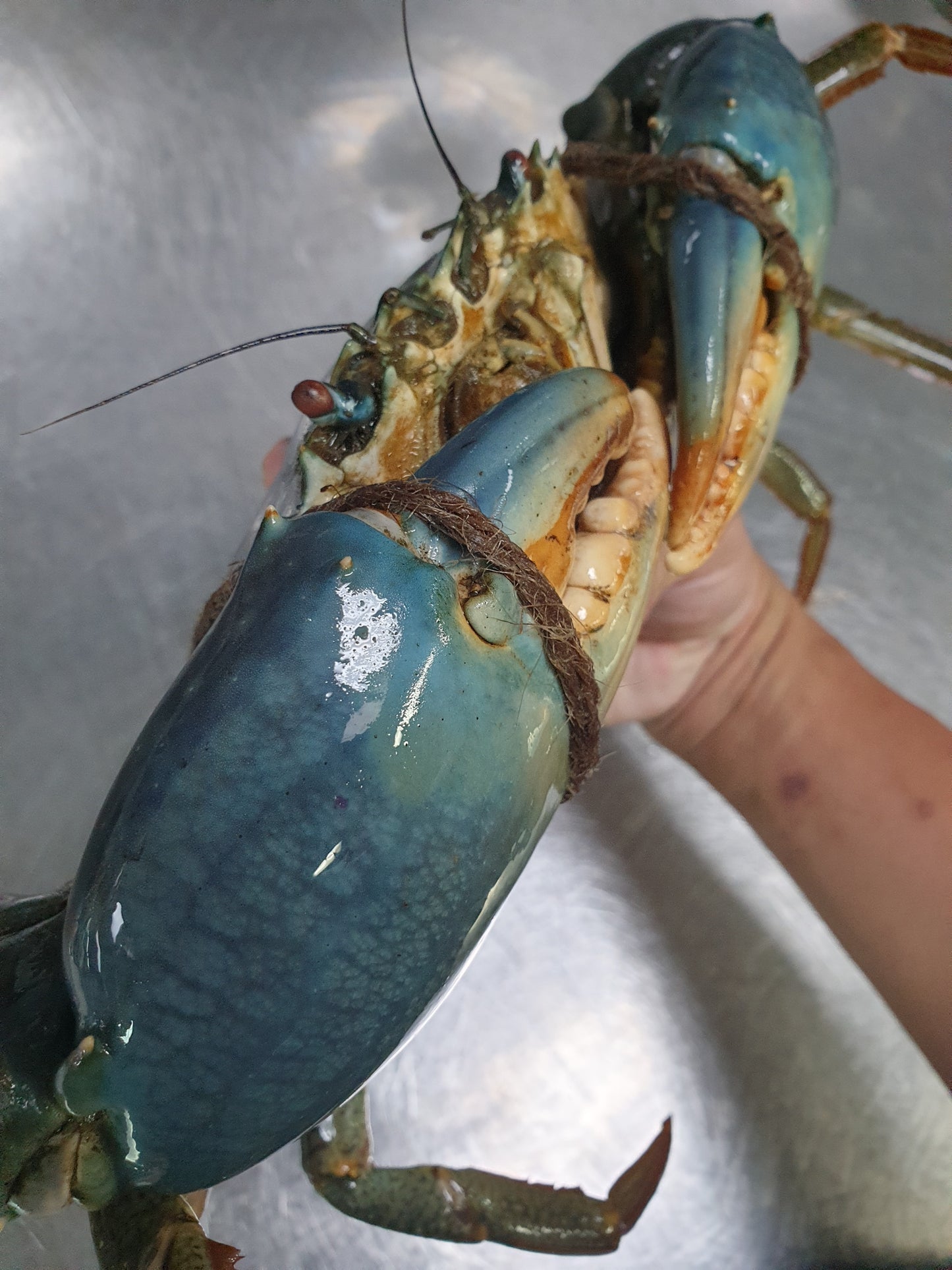 Live Sri Lanka Crab/斯里兰卡蟹