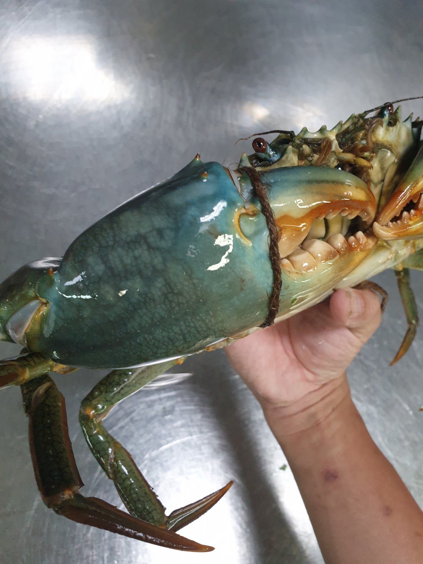 Live Sri Lanka Crab/斯里兰卡蟹