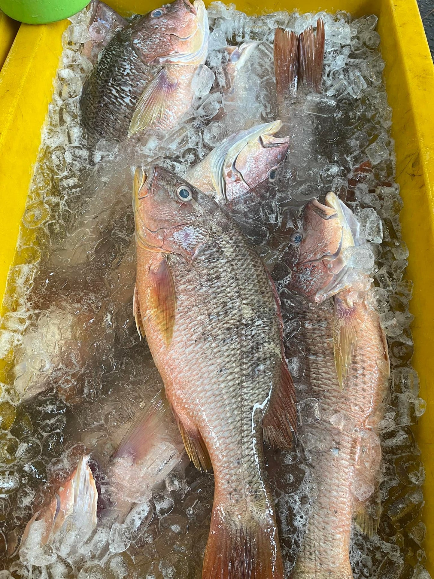 Wild Red Snapper / 野生红皂