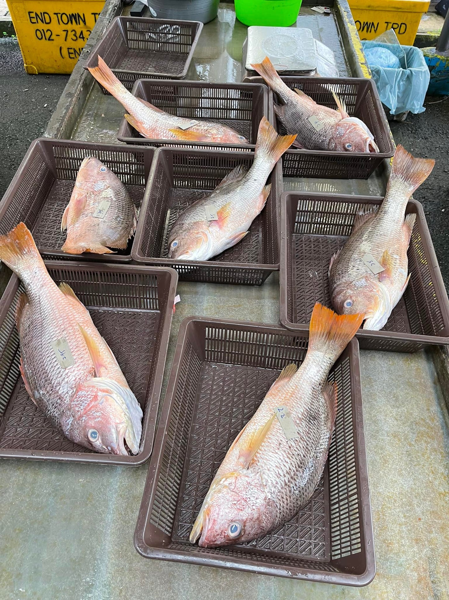 Wild Red Snapper / 野生红皂