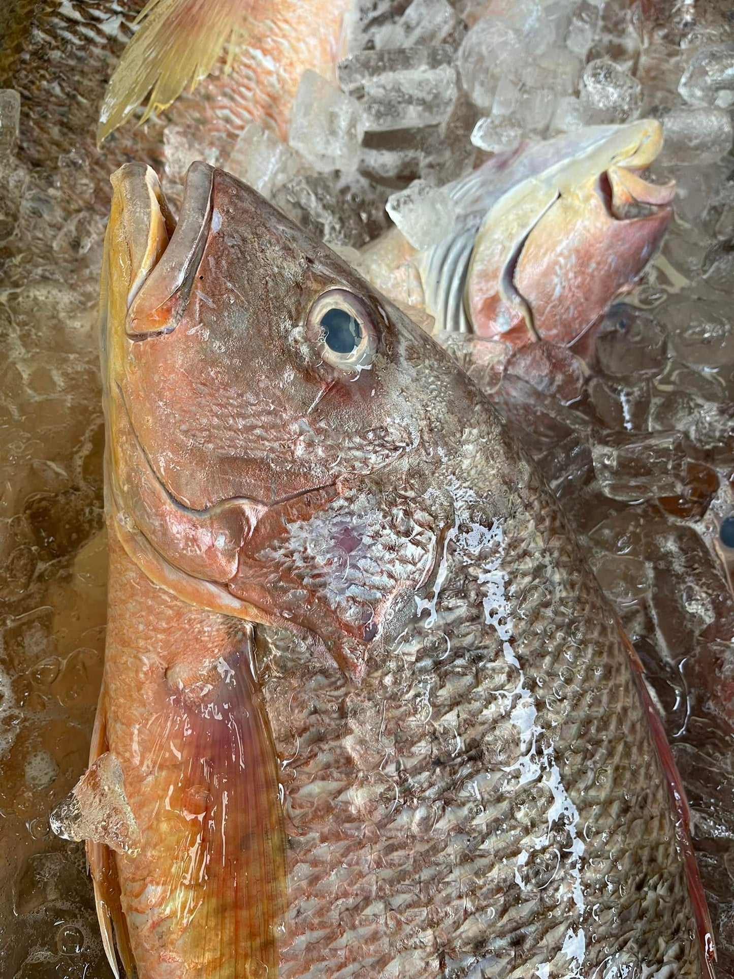 Wild Red Snapper / 野生红皂