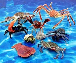 Crustacean/甲壳类