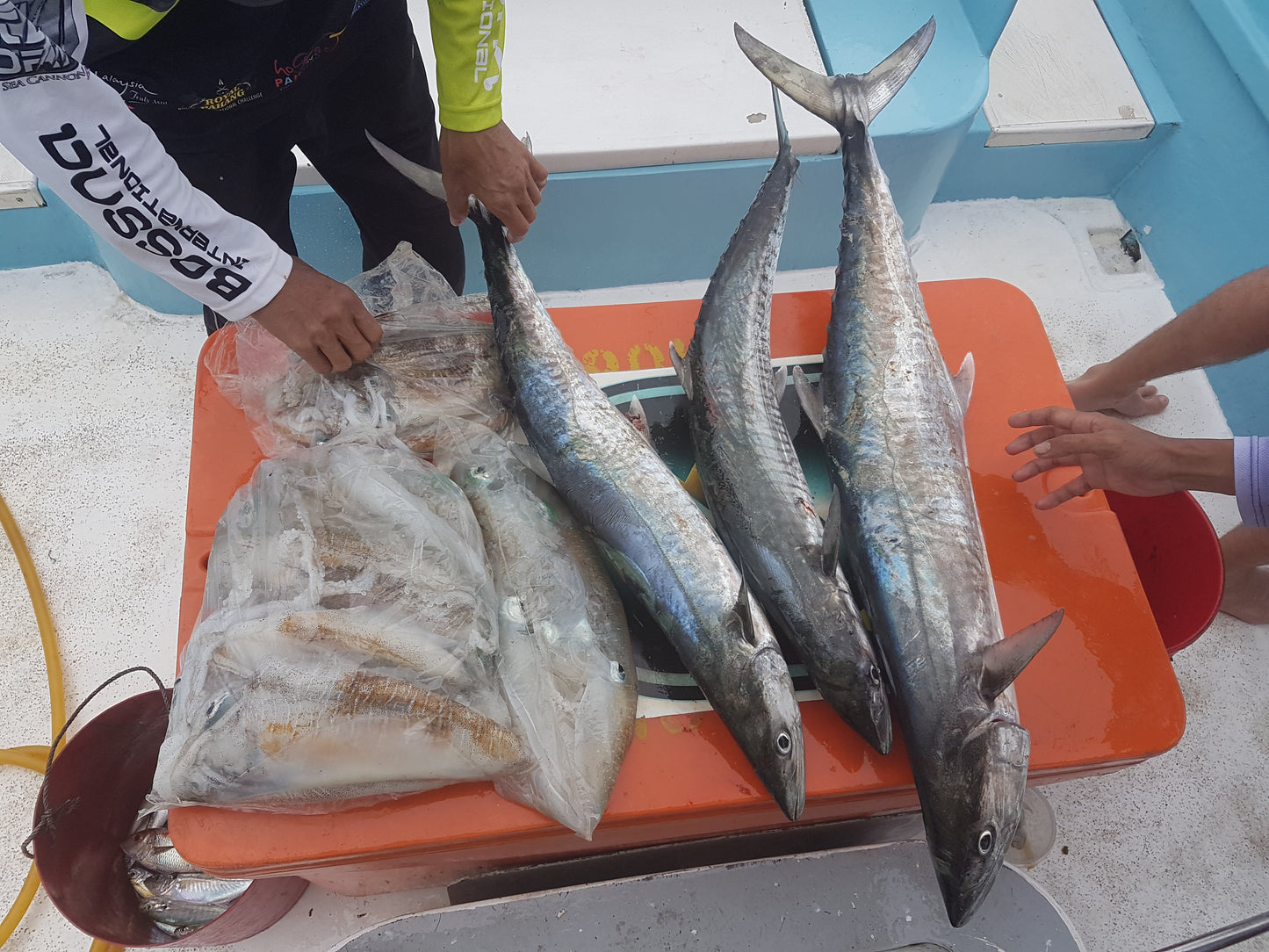 Wild Spanish mackerels/ 野生巴当鲛鱼