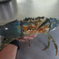Live Sri Lanka Crab/斯里兰卡蟹