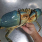 Live Sri Lanka Crab/斯里兰卡蟹