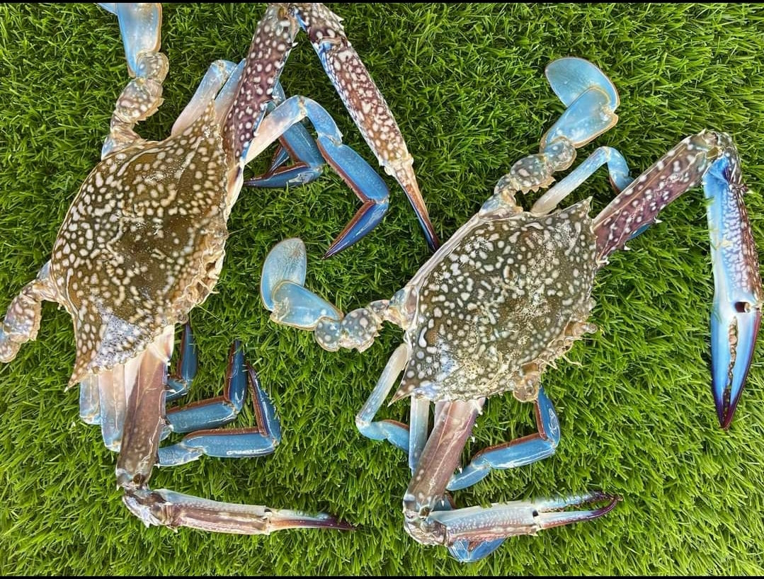 Live Blue Flower Crabs/活蓝花蟹