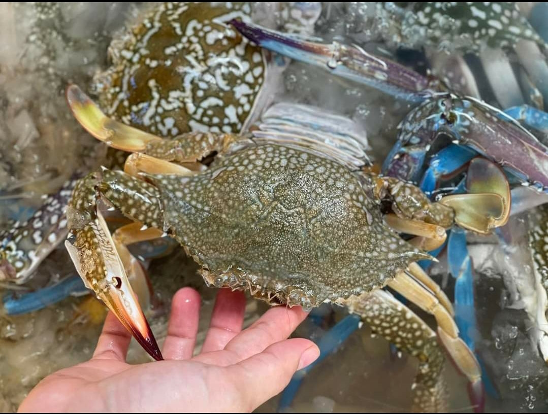 Live Blue Flower Crabs/活蓝花蟹