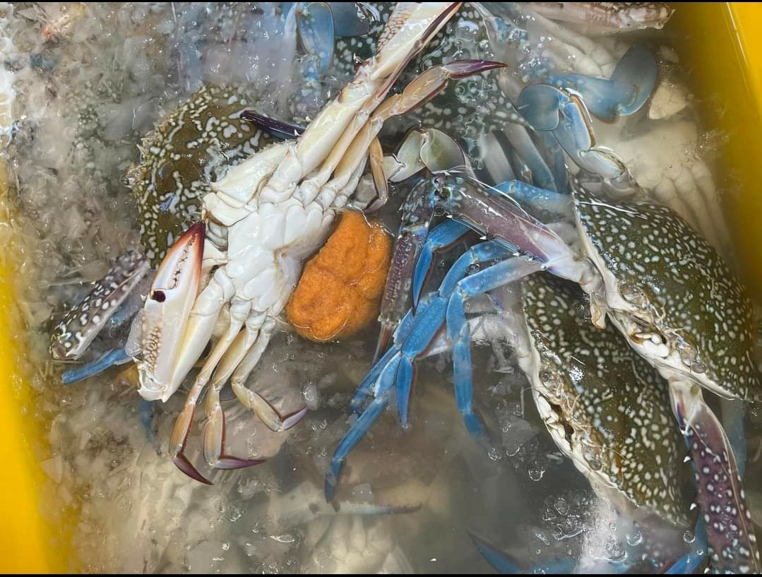 Live Blue Flower Crabs/活蓝花蟹