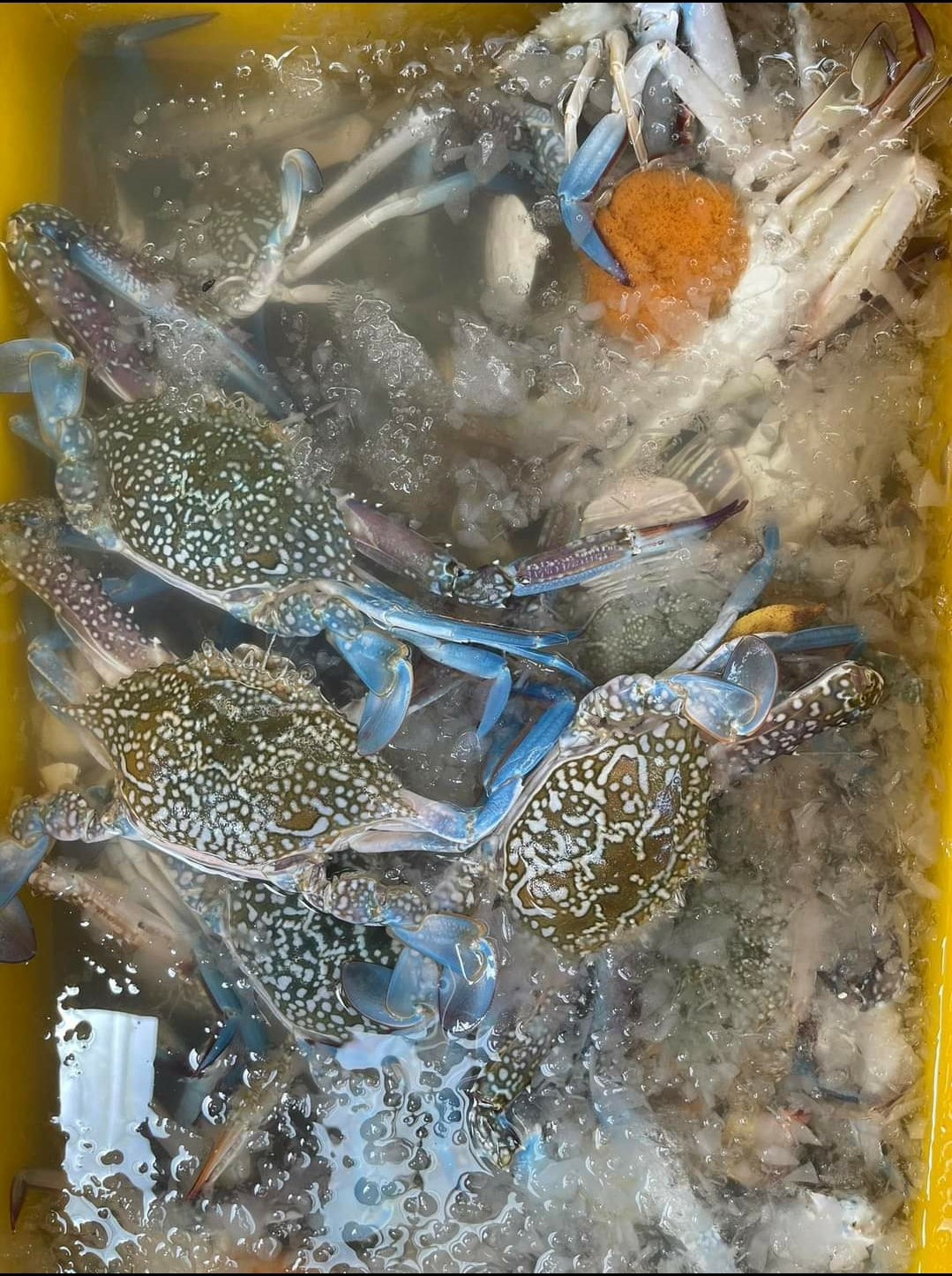 Live Blue Flower Crabs/活蓝花蟹