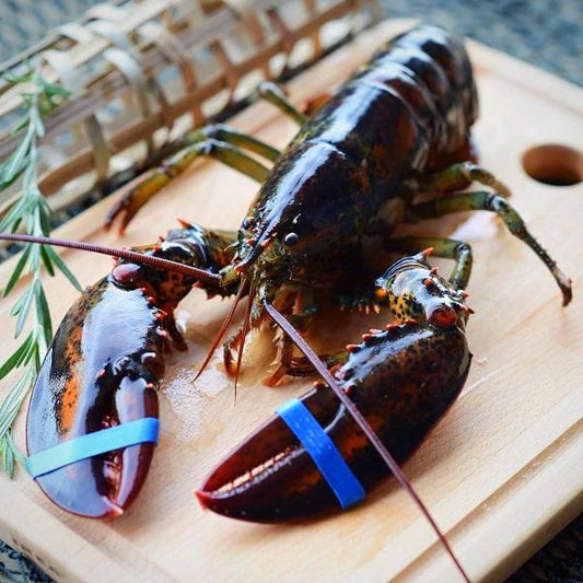 Live Boston Lobster/活波士顿龙虾