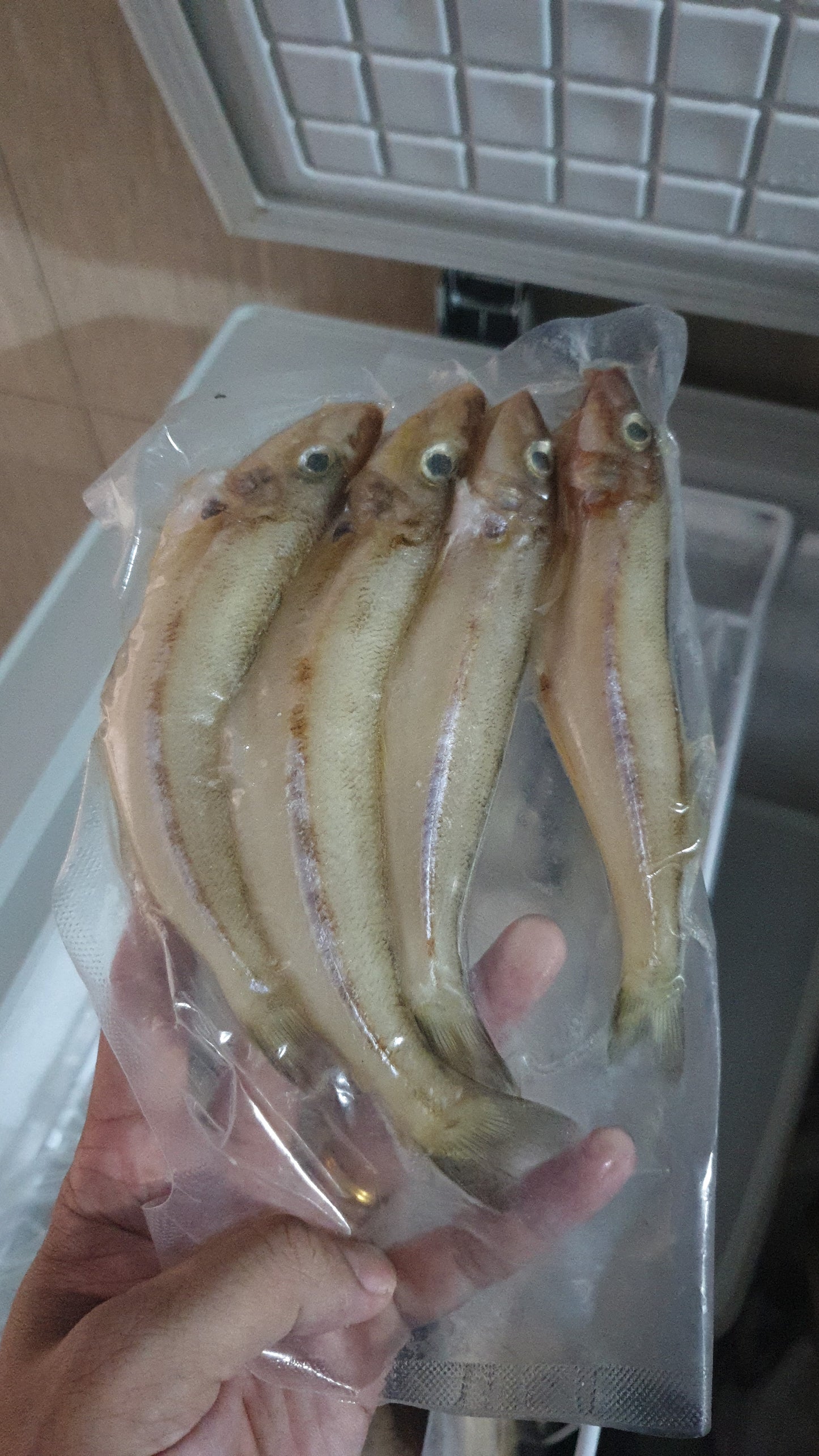 Wild pipefish/ 野生尖嘴鱼