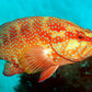 Wild Coral Grouper / 野生东星斑