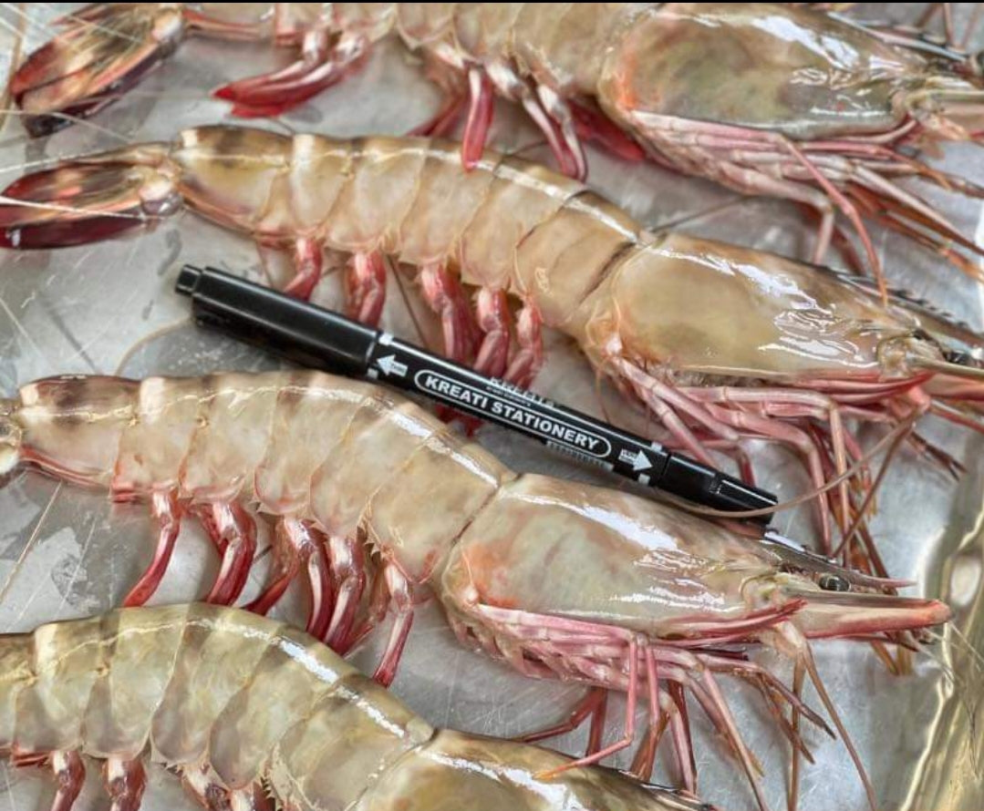 Crustacean/甲壳类– J&J FRESH SEAFOOD