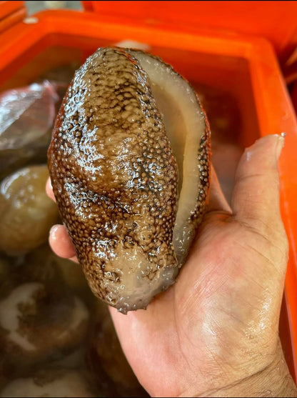 Wild Round Sea Cucumber  Round Sea cucumber has a very neutral taste and is quite bland but will take on the flavors of the other ingredients it is cooked along with. The appeal lies more in the texture, which is somewhat gelatinous while remaining solid, the desired consistency in Chinese gastronomy. Best is to Braised Sea Cucumber with Fish Maw.  野生海球  海参的味道非常中性，味道很淡，但会呈现出与它一起烹饪的其他食材的味道。吸引力更多地在于质地，它有点凝胶状，同时保持固体，这是中国美食所需的一致性。最好是鱼肚红烧海参。