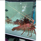 Live Australia Western/Southern Lobster/活西澳大利亚龙虾