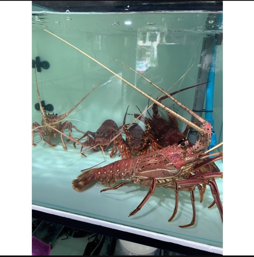 Live Australia Western/Southern Lobster/活西澳大利亚龙虾