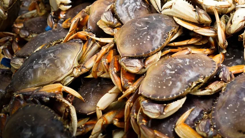 Dungeness Crabs/珍宝蟹