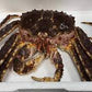 Alaska King Crab/阿拉斯加帝王蟹